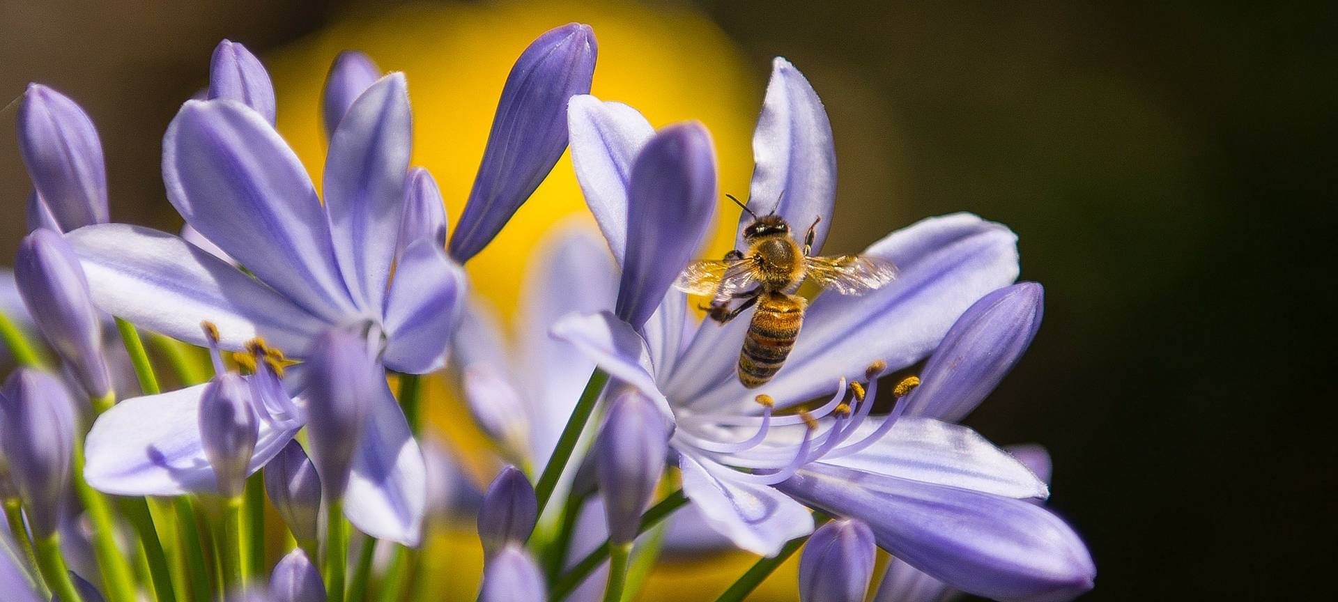 Bocholt fördert insektenfreundliche Gärten und Betriebsgelönde