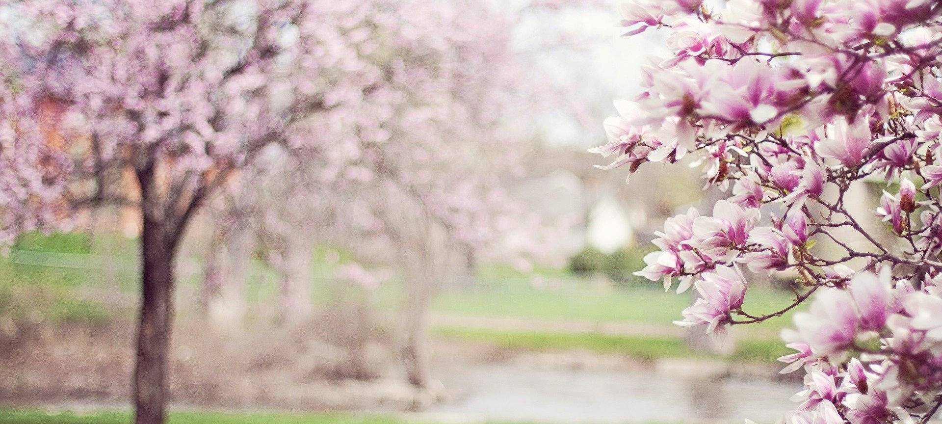 Pollenflug im Westmünsterland: Immer mehr Allergiker