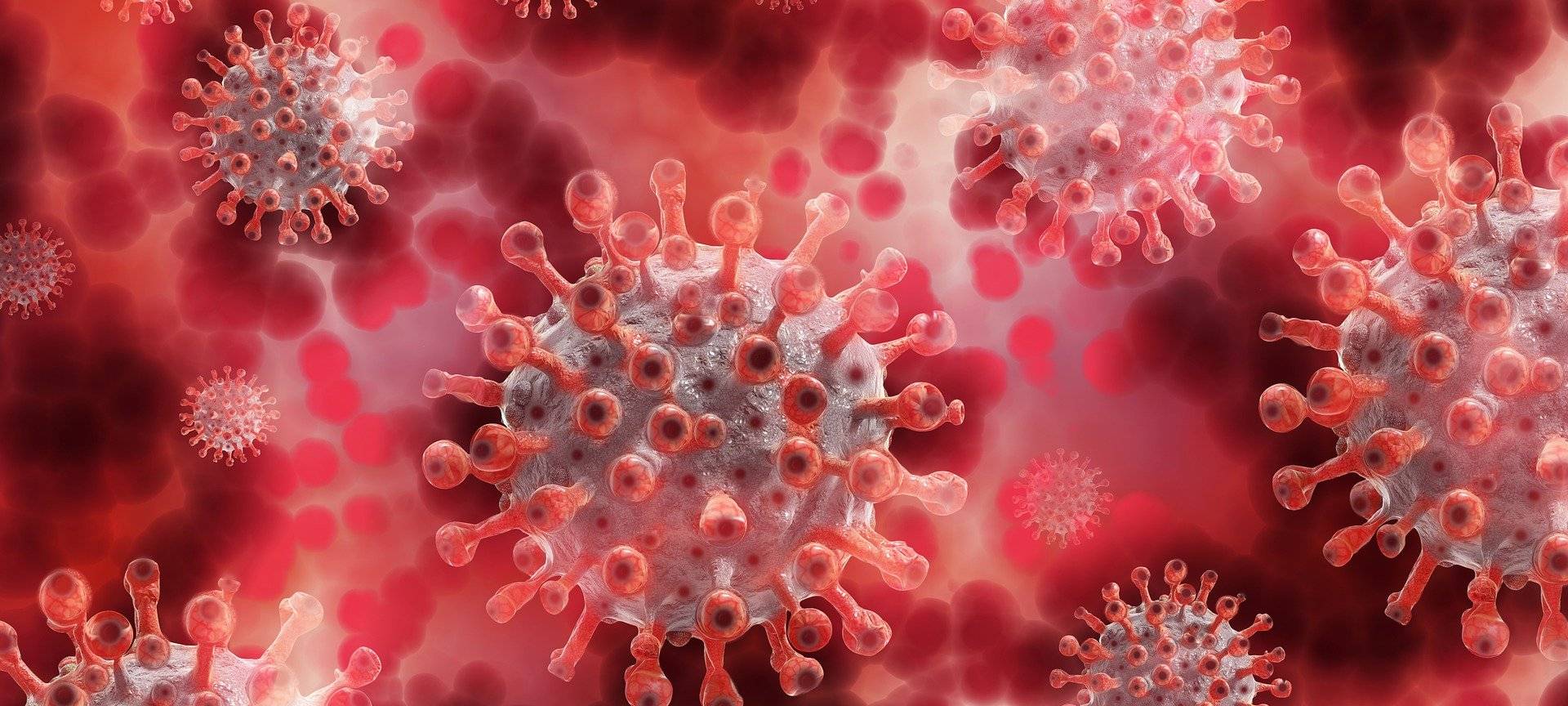 Hantavirus im Kreis Borken