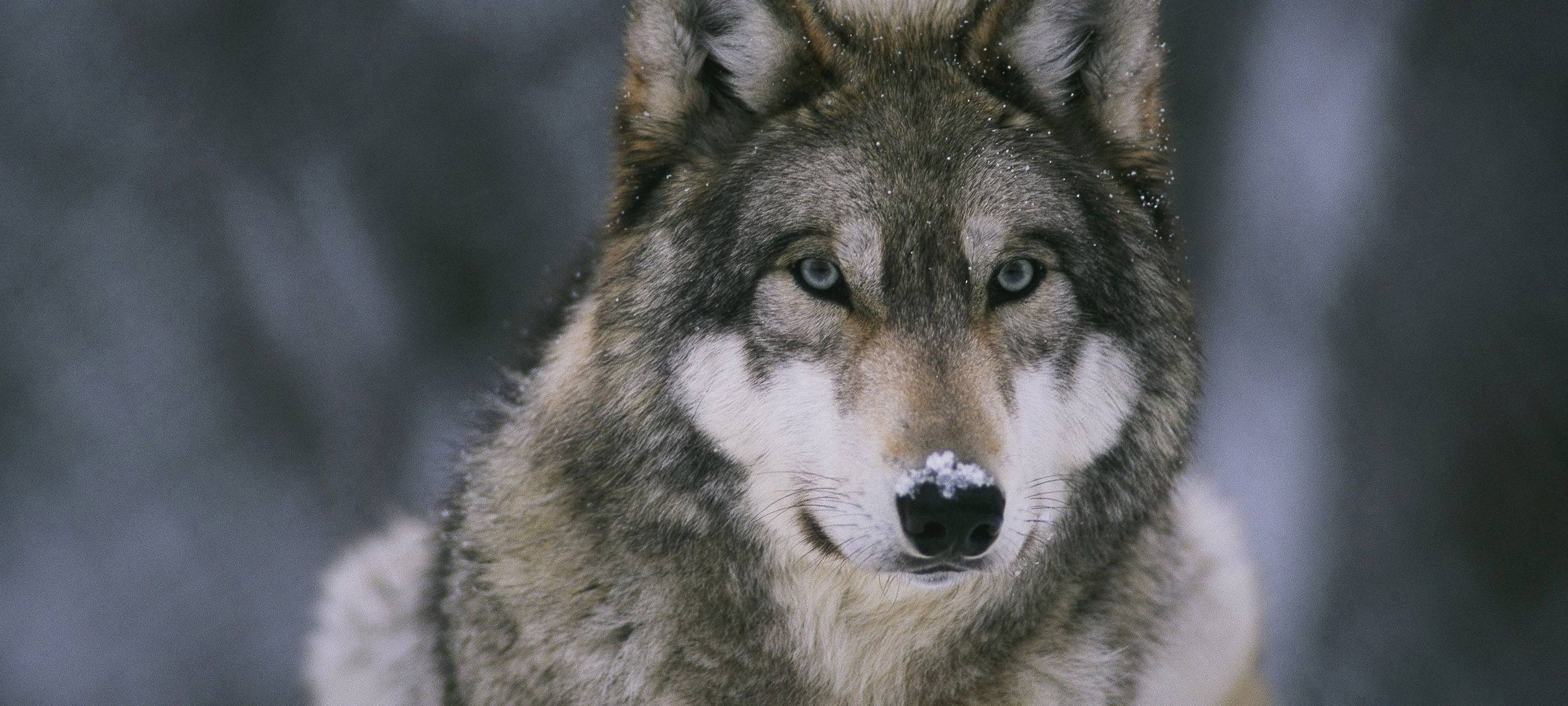 Wölfe im Allwetterzoo Münster