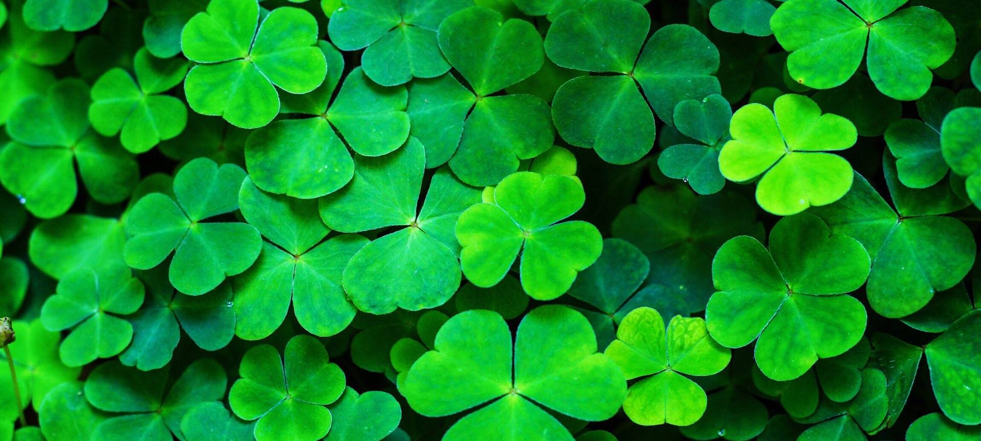 St. Patricks Day überall