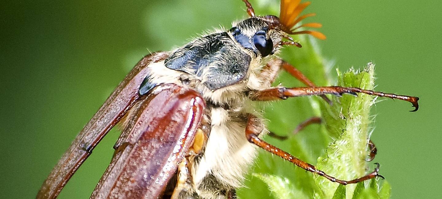 Dieses Jahr wieder massenweise Maikäfer